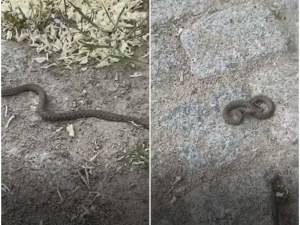 Змии плашат пловдивчани на Бунарджика