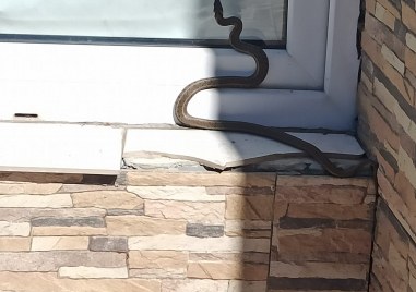 Змия опита да се промъкне в къща в пловдивското село