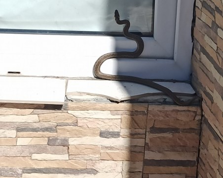 Змия стресна жителка на пловдивско село, опита да пропълзи в дома й