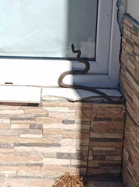 Змия опита да се промъкне в къща в пловдивското село