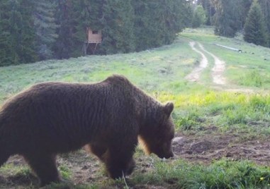Жителите на Чепеларе са паникьосани след като снощи мечка отново