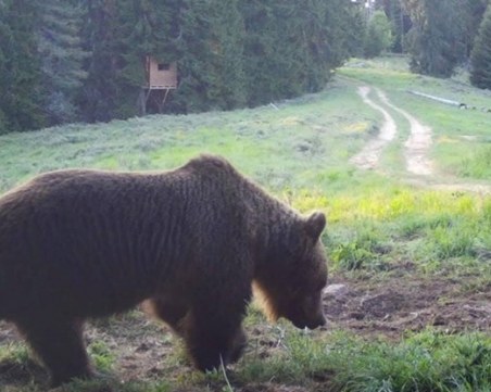 Мечка пак слезе в Чепеларе, местни звънят на 112