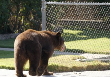 Жител на Чепеларе заварил мечка в двора си За обиколките