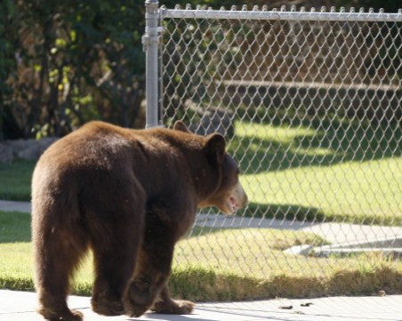 Мъж от Чепеларе видял мечката в двора си, животното избутало кошерите му