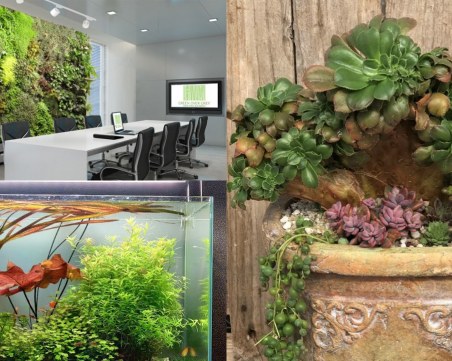 Пренесете екзотиката на тропиците в дома и офиса с фантастичните кактуси