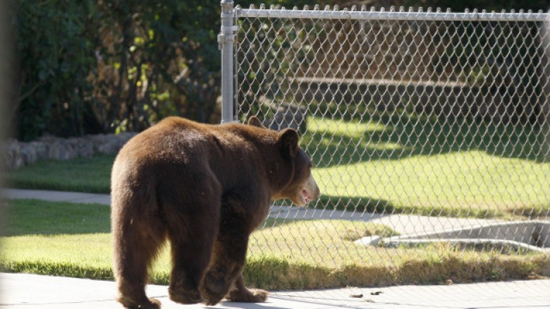 Жител на Чепеларе заварил мечка в двора си За обиколките