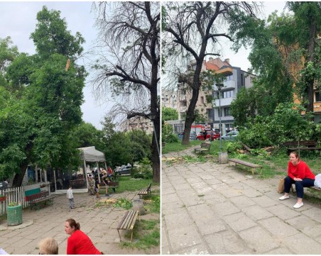Голям клон се стовари до детска площадка в Пловдив