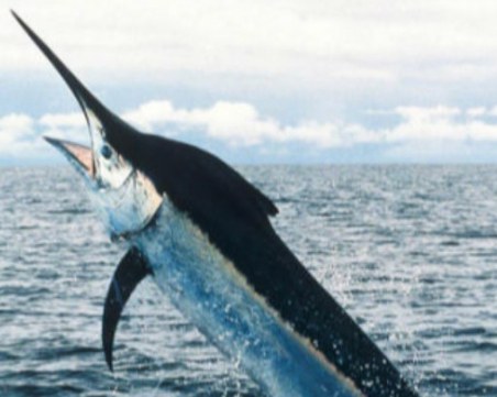 Рибари уловиха 621-килограмова риба