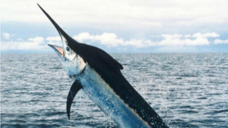 В Кабо Верде рибари уловиха гигантски 621-килограмов син марлин, вторият