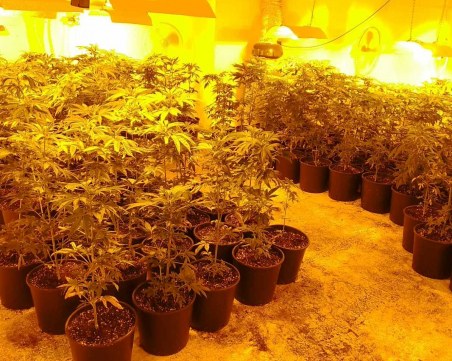 Ударна акция край Пазарджик! Разбиха добре оборудвана оранжерия за марихуана