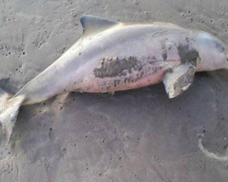 Бебе делфин изплува на плаж Болата