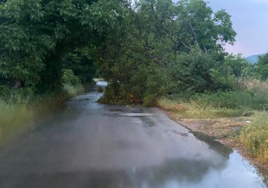 Дърво е паднало по средата на пътя свързващ селата Брестовица