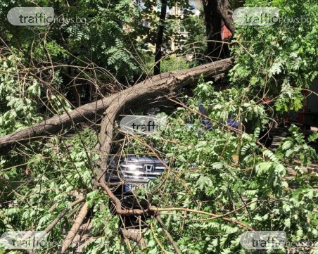 Дърво се разцепи и се стовари върху три коли в Кючука