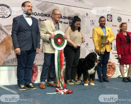 Кучето Лили е големият победител в киноложките празници в Пловдив