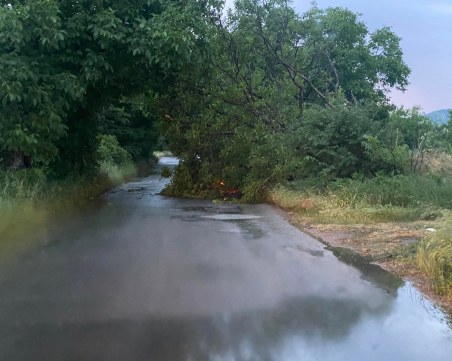 След бурята: Дърво се стовари на извънградски път край Пловдив