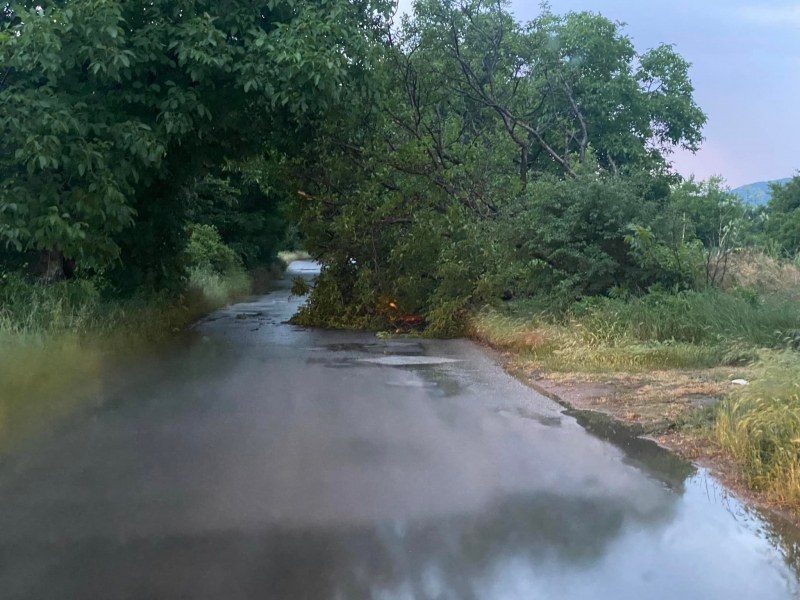 След бурята: Дърво се стовари на извънградски път край Пловдив