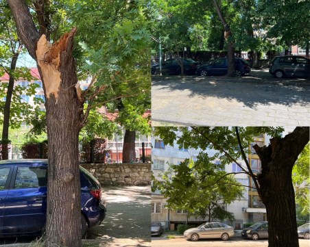 Оглеждат дърветата край площадката в Кючука, където огромен клон се стовари до деца и потроши три коли