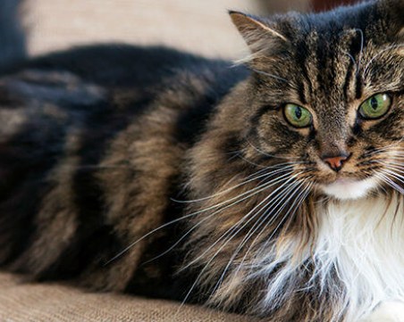 Вижте колко време могат да издържат котките без храна и вода