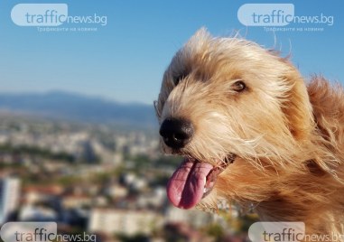 За осма поредна година Община Пловдив провежда инициативата Регистрирай куче