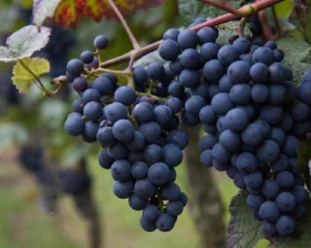 Назначиха нов шеф на Изпълнителна дирекция по лозата и виното