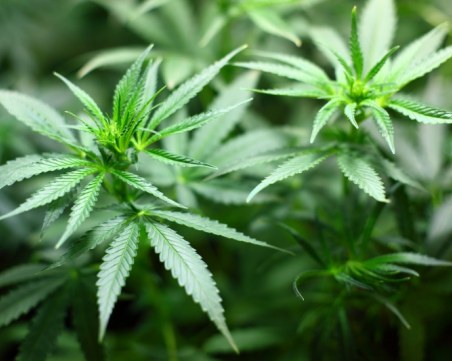 Полицията в Северна Македония залови марихуана за 300 000 евро