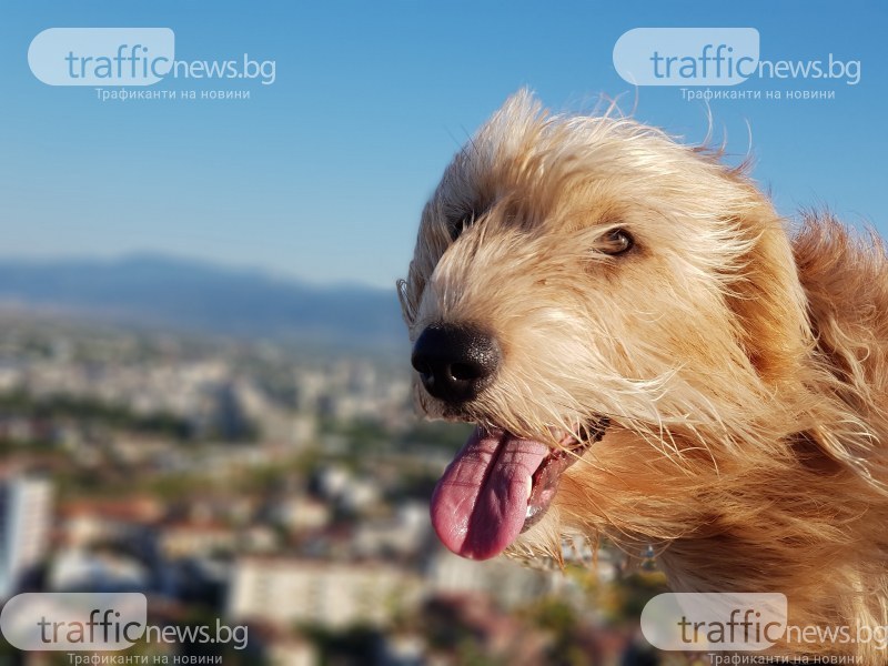 За осма поредна година Община Пловдив провежда инициативата „Регистрирай куче