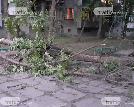 Седмица за пловдивчаните, час за медиите: Колко време отнема на институциите да се задействат?