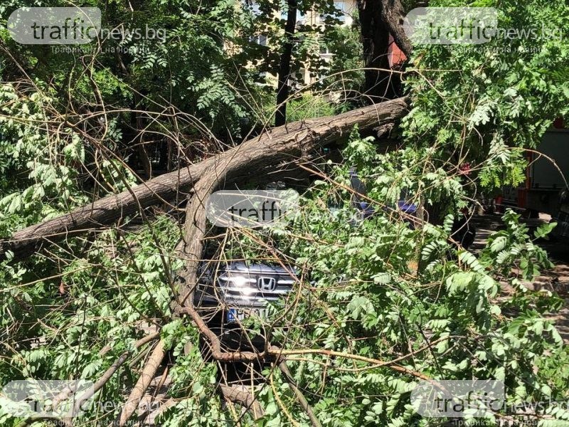 Дърво се стовари върху два леки автомобила тази сутрин в