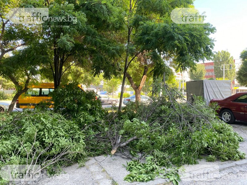 Дърво падна върху две коли в Тракия