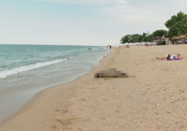 Мъртъв делфин е изхвърлен от морето на плажа в Златни