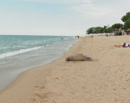 Морето изхвърля от дни мъртви делфини край Златни пясъци