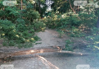 Шест сигнала за паднали дървета са подадени в Пловдивска област