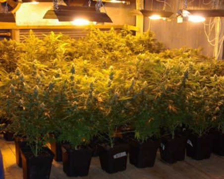 Предават на съд мъж, отглеждал марихуана в дома си в Коматево