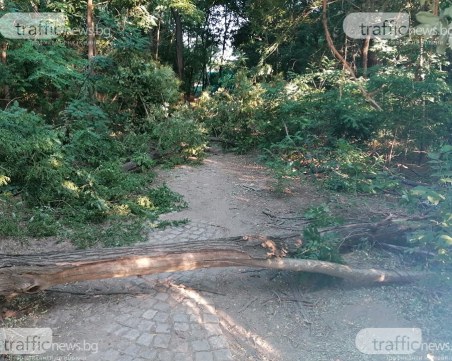 След силния дъжд: Шест сигнала за паднали дървета в Пловдивско