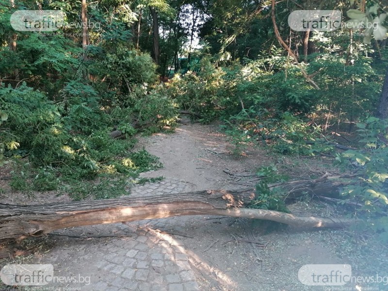 След силния дъжд: Шест сигнала за паднали дървета в Пловдивско