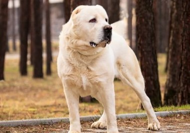 Спипаха мъж откраднал куче от порода алабай в Пловдив Стопанинът