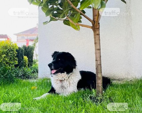 Антистрес ген е причина кучетата да станат най-добрият приятел на човека