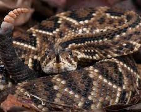 Шест нелепи световни рекорда