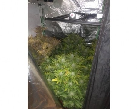 ГДБОП разкри мобилни оранжерии за отглеждане на канабис в Русе