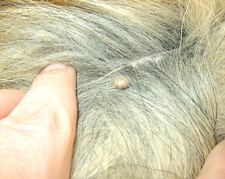 След проливните дъждове: Очаква се бум на кърлежи