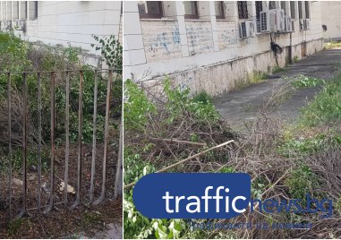 Орязването на храст до Областна администрация Пловдив разгневи пловдивчанин