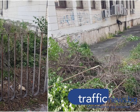 Пловдивчанин гневен заради отрязан храст до Областна администрация