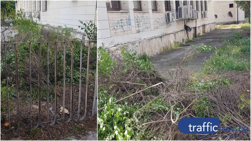 Пловдивчанин гневен заради отрязан храст до Областна администрация