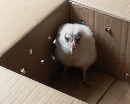 РИОСВ-Пловдив: Не всяко намерено животно е бедстващо