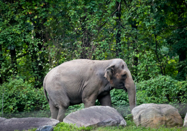 Слонът Хепи ще трябва да продължи да живее в зоопарка