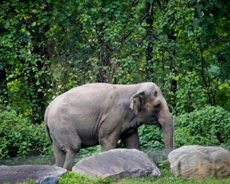 Съдът реши: 51-годишен слон няма да получи граждански права