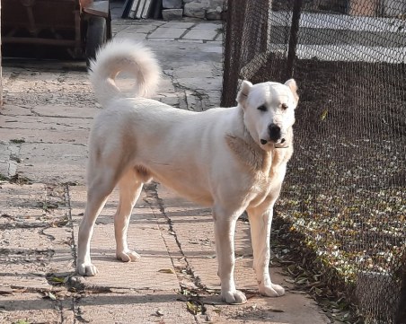 Нахапаното от куче 10-годишно дете е в кома в болница в Пловдив