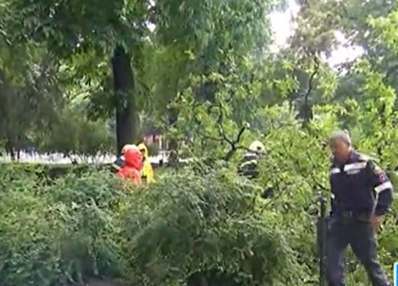Дърво падна пред Народния театър Иван Вазов в София. 17-годишно
