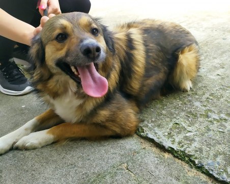 Мая си търси нов дом, след като е изоставена в пловдивския приют