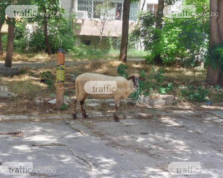 Овца се засели пред жилищен блок в Изгрев